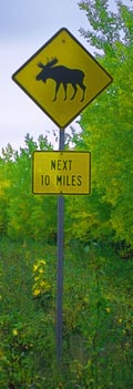 beware of moose traffic sign